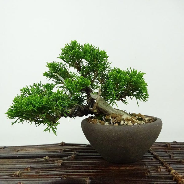 盆栽 真柏 樹高 約10cm しんぱく Juniperus chinensis シンパク ジン シャリ ヒノキ科 常緑樹 観賞用 小品 p1198416623