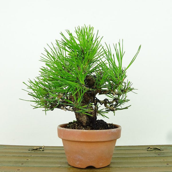 盆栽 松 赤松 樹高 約13cm あかまつ Pinus densiflora アカマツ red pine マツ科 常緑樹 観賞用 小品 w1198407084
