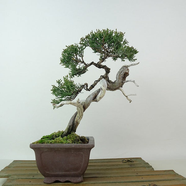 盆栽 真柏 樹高 約19cm しんぱく Juniperus chinensis シンパク ジン シャリ ヒノキ科 常緑樹 観賞用 小品 w1198405542