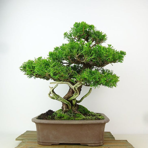 盆栽 真柏 樹高 約28cm しんぱく Juniperus chinensis シンパク “ジン シャリ” ヒノキ科 常緑樹 観賞用 l1198410477