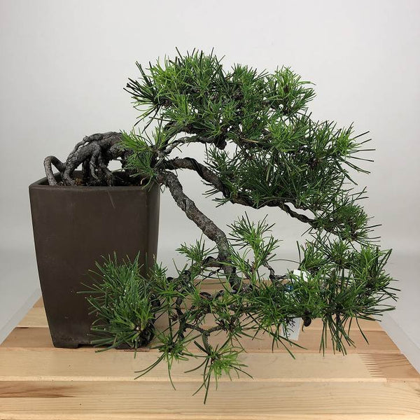 盆栽 松 五葉松 樹高 上下 約23cm ごようまつ Pinus parviflora ゴヨウマツ マツ科 常緑針葉樹 観賞用 x1198414814