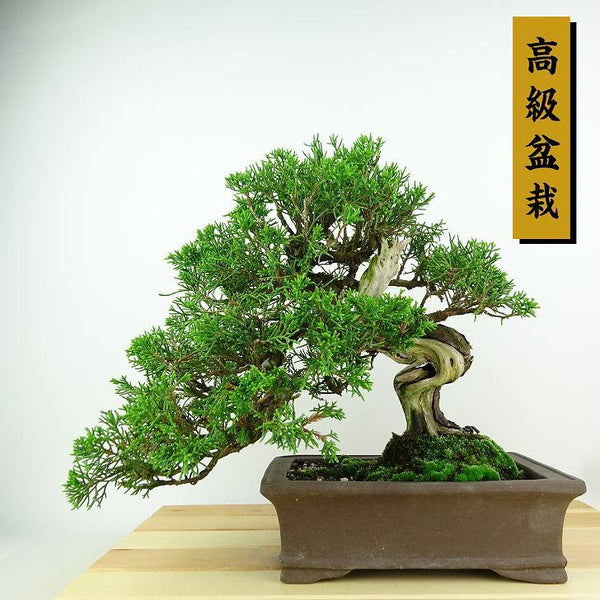 盆栽 真柏 樹高 約23cm しんぱく 高級盆栽 Juniperus chinensis シンパク “ジン シャリ” ヒノキ科 常緑樹 観賞用 v1198439361