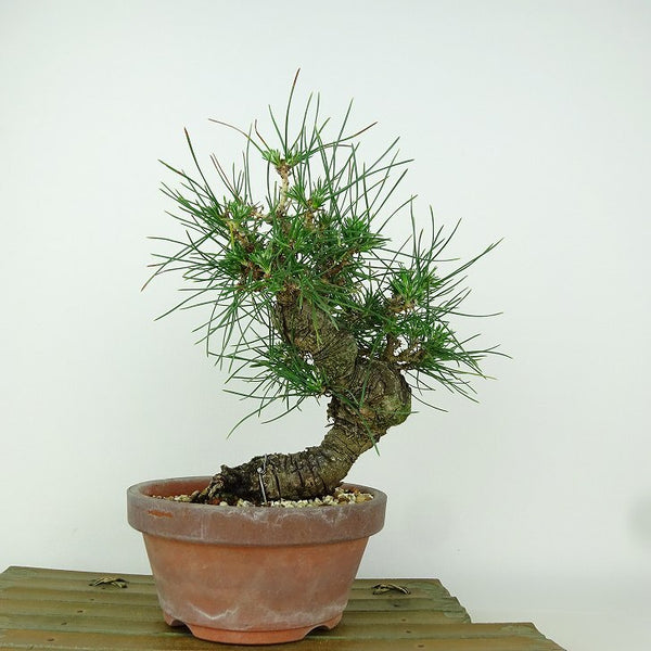 盆栽 松 黒松 樹高 約22cm くろまつ Pinus thunbergii クロマツ マツ科 常緑針葉樹 観賞用 x1198412924