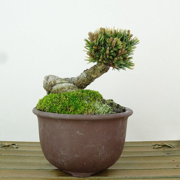 盆栽 松 五葉松 明星 樹高 約7cm ごようまつ Pinus parviflora ゴヨウマツ マツ科 常緑針葉樹 観賞用 小品 n1198406987