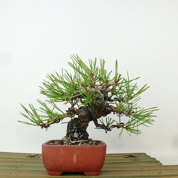 盆栽 松 赤松 樹高 約10cm あかまつ Pinus densiflora アカマツ red pine マツ科 常緑樹 観賞用 小品 n1198411560