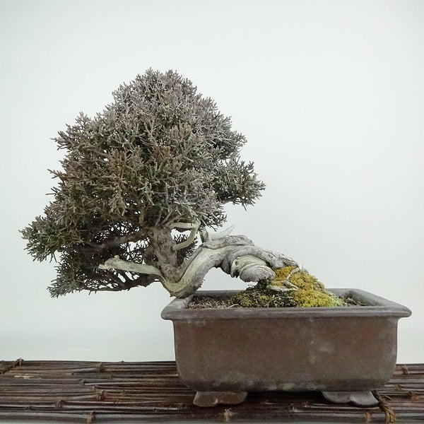 盆栽 真柏 樹高 約25cm しんぱく Juniperus chinensis シンパク ジン シャリ ヒノキ科 常緑樹 観賞用 t1198408878