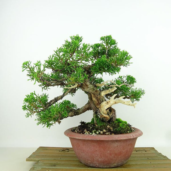 盆栽 真柏 樹高 約19cm しんぱく Juniperus chinensis シンパク “ジン シャリ” ヒノキ科 常緑樹 観賞用 小品 m1198408381