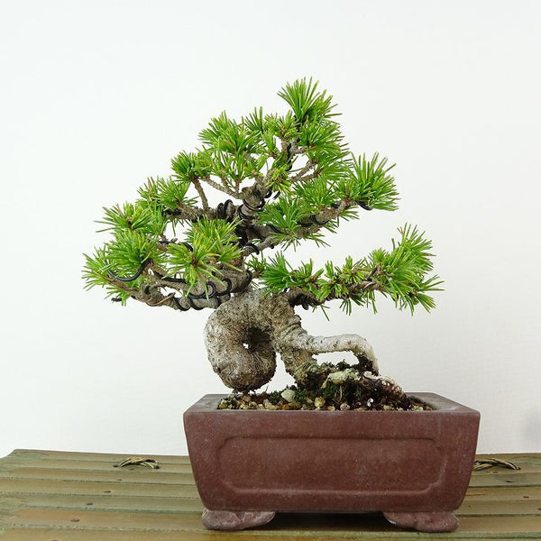 盆栽 松 五葉松 樹高 約12cm ごようまつ Pinus parviflora ゴヨウマツ マツ科 常緑針葉樹 観賞用 小品 b1198425352