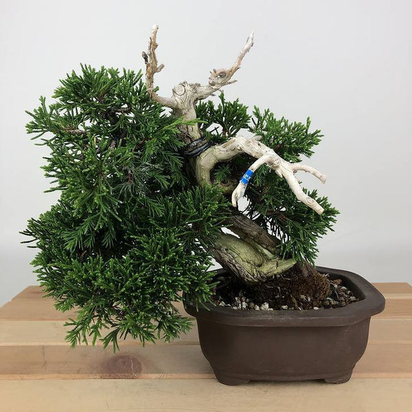 盆栽 真柏 樹高 約18cm しんぱく Juniperus chinensis シンパク ジン シャリ ヒノキ科 常緑樹 観賞用 小品 j1198417514