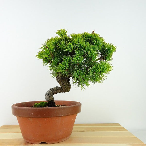 盆栽 松 五葉松 樹高 約21cm ごようまつ Pinus parviflora ゴヨウマツ 八房 マツ科 常緑針葉樹 観賞用 c1198413157