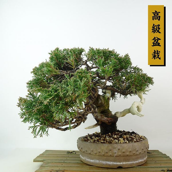 盆栽 真柏 樹高 約21cm しんぱく 高級盆栽 Juniperus chinensis シンパク ジン シャリ ヒノキ科 常緑樹 観賞用 n1198408289