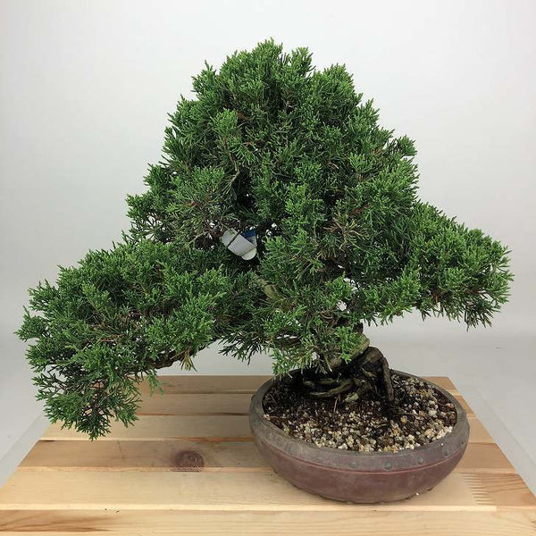 盆栽 真柏 樹高 約29cm しんぱく Juniperus chinensis シンパク ジン シャリ ヒノキ科 常緑樹 観賞用 e1198406698