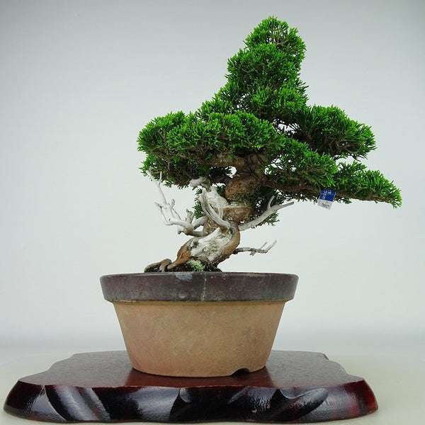 盆栽 真柏 樹高 約27cm しんぱく Juniperus chinensis シンパク “ジン シャリ” ヒノキ科 常緑樹 観賞用 j1198417069