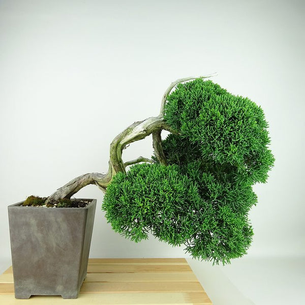 盆栽 真柏 樹高 上下 約32cm しんぱく Juniperus chinensis シンパク “ジン シャリ” ヒノキ科 常緑樹 観賞用 x1198408996