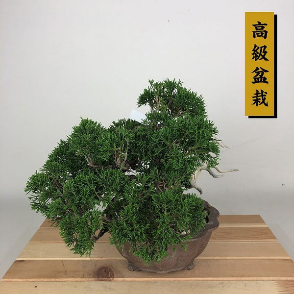 盆栽 真柏 樹高 約19cm しんぱく 高級盆栽 Juniperus chinensis シンパク ジン シャリ ヒノキ科 常緑樹 観賞用 小品 w1198414508