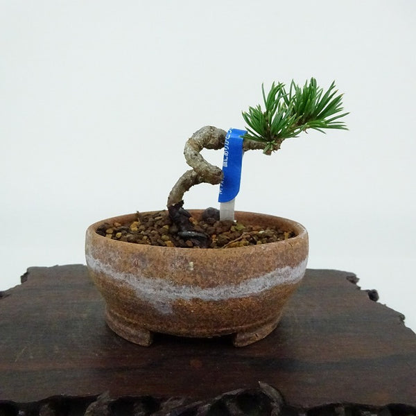 盆栽 松 五葉松 樹高 約5cm ごようまつ Pinus parviflora ゴヨウマツ マツ科 常緑針葉樹 観賞用 小品 o1198428307