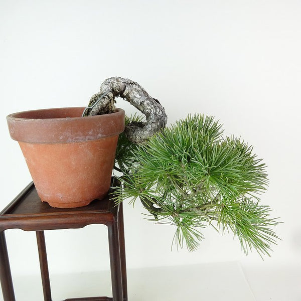 盆栽 松 五葉松 樹高 上下 約21cm ごようまつ Pinus parviflora ゴヨウマツ 懸崖 マツ科 常緑針葉樹 観賞用 w1198409877