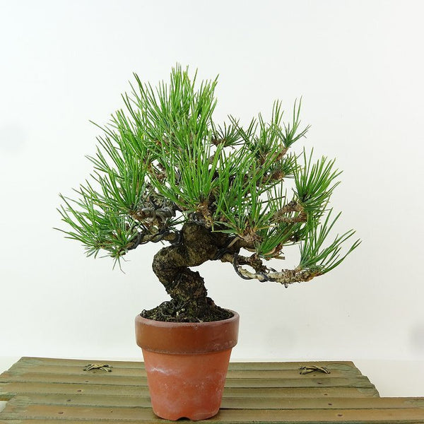 盆栽 松 赤松 樹高 約16cm あかまつ Pinus densiflora アカマツ red pine マツ科 常緑樹 観賞用 小品 x1198417003