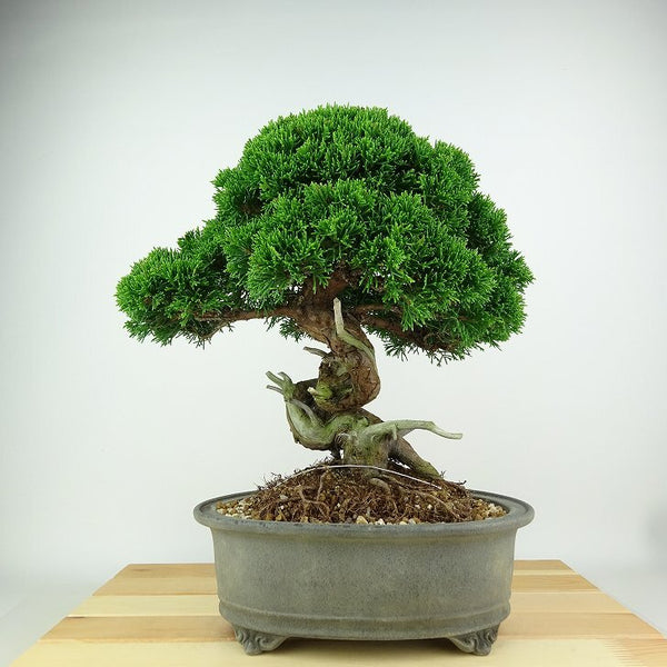 盆栽 真柏 樹高 約25cm しんぱく Juniperus chinensis シンパク “ジン シャリ” ヒノキ科 常緑樹 観賞用 q1198415517