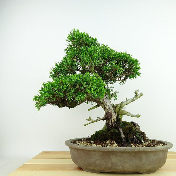 盆栽 真柏 樹高 約27cm しんぱく Juniperus chinensis シンパク “ジン シャリ” ヒノキ科 常緑樹 観賞用 l1198412117
