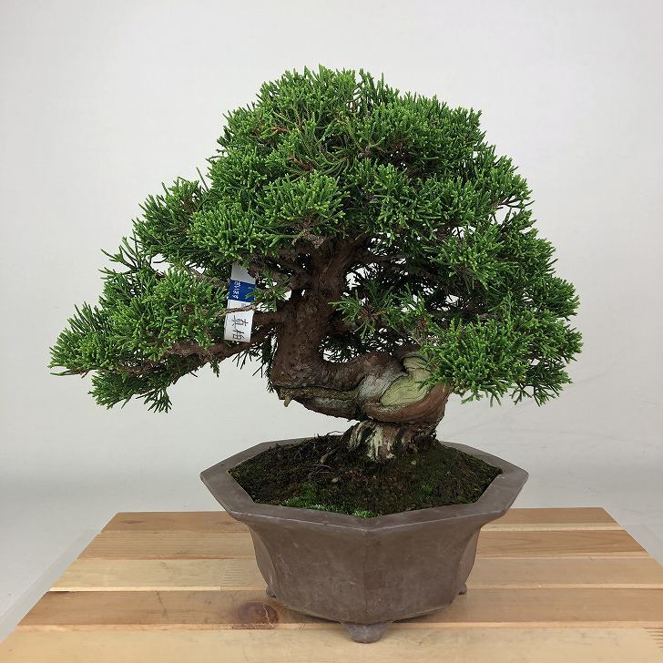 盆栽 真柏 樹高 約23cm しんぱく Juniperus chinensis シンパク ジン シャリ ヒノキ科 常緑樹 観賞用 ...