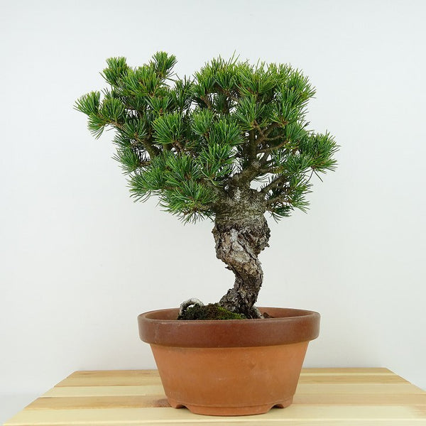 盆栽 松 五葉松 八房 樹高 約27cm ごようまつ Pinus parviflora ゴヨウマツ マツ科 常緑針葉樹 観賞用 t1198413854