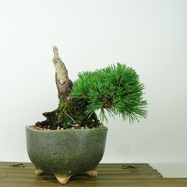 盆栽 松 五葉松 明星 樹高 約14cm ごようまつ Pinus parviflora ゴヨウマツ マツ科 常緑針葉樹 観賞用 小品 u1198429311