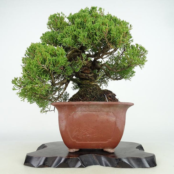 盆栽 真柏 樹高 約28cm しんぱく Juniperus chinensis シンパク “ジン シャリ” ヒノキ科 常緑樹 観賞用 u1198423338