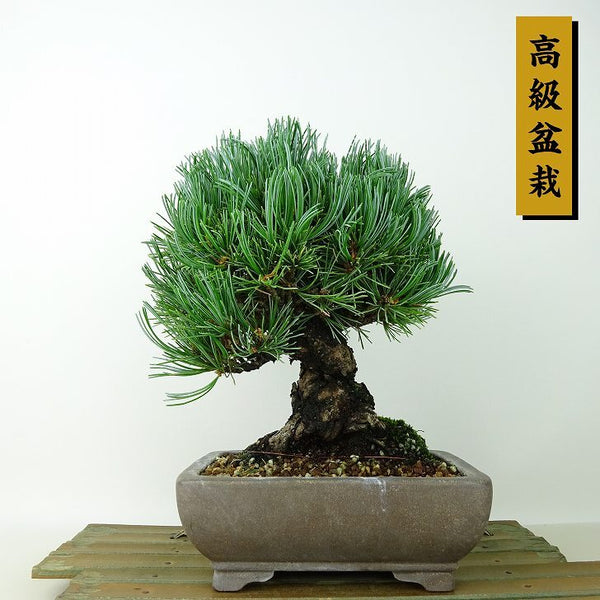 盆栽 松 五葉松 樹高 約19cm ごようまつ 高級盆栽 Pinus parviflora ゴヨウマツ マツ科 常緑針葉樹 観賞用 小品 x1198407396