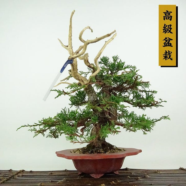 盆栽 真柏 樹高 約27cm しんぱく 高級盆栽 Juniperus chinensis シンパク ジン シャリ ヒノキ科 常緑樹 観賞用 q1198411987