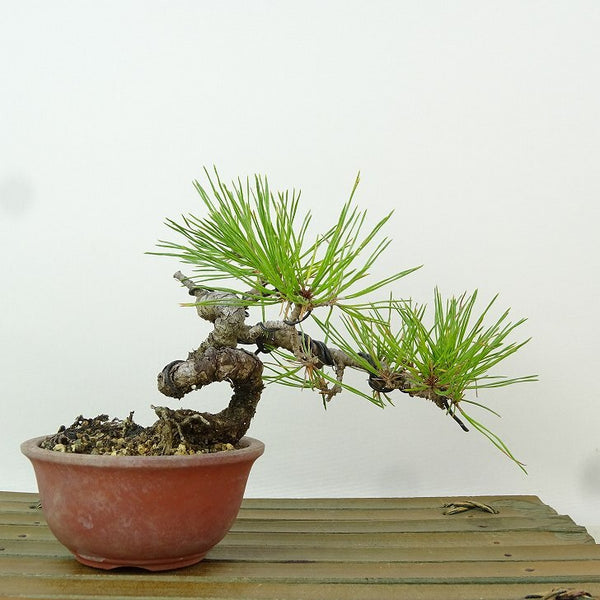 盆栽 松 赤松 樹高 約10cm あかまつ Pinus densiflora アカマツ red pine マツ科 常緑樹 観賞用 小品 d1198419945