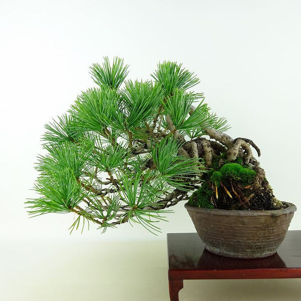 盆栽 松 五葉松 樹高 上下 約24cm ごようまつ Pinus parviflora ゴヨウマツ マツ科 常緑針葉樹 観賞用 c1198407975