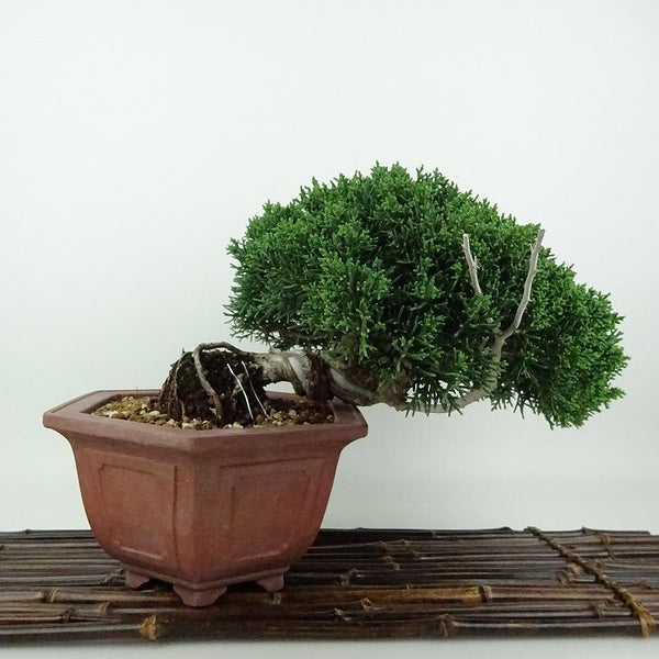 盆栽 真柏 樹高 約16cm しんぱく Juniperus chinensis シンパク ジン シャリ ヒノキ科 常緑樹 観賞用 小品 e1198409996