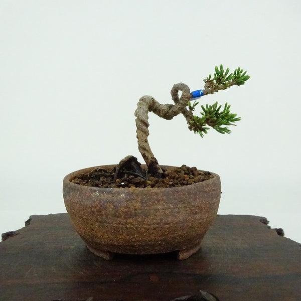 盆栽 松 五葉松 樹高 約5cm ごようまつ Pinus parviflora ゴヨウマツ マツ科 常緑針葉樹 観賞用 小品 o1198421346