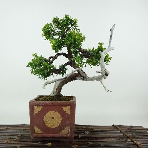 盆栽 真柏 黄金 樹高 約 22cm しんぱく Juniperus chinensis シンパク ジン シャリ ヒノキ科 常緑樹 観賞用 l1198414407