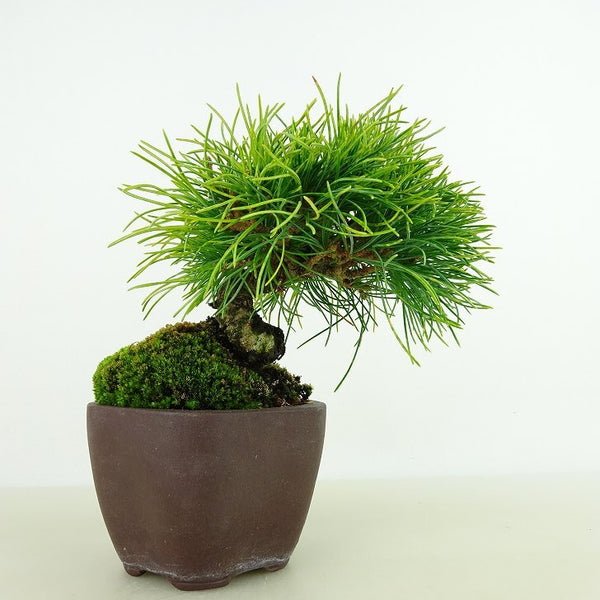 盆栽 松 五葉松 樹高 約11cm ごようまつ Pinus parviflora ゴヨウマツ マツ科 常緑針葉樹 観賞用 小品 q1198410383