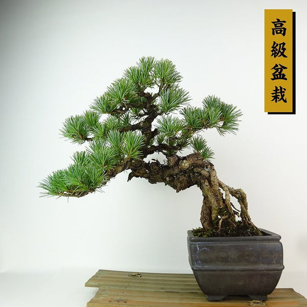 盆栽 松 五葉松 樹高 約27cm ごようまつ 高級盆栽 Pinus parviflora ゴヨウマツ 根上り マツ科 常緑針葉樹 観賞用 k1198403985