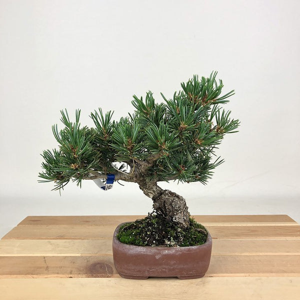 盆栽 松 五葉松 銀八 樹高 約16cm ごようまつ Pinus parviflora ゴヨウマツ マツ科 常緑針葉樹 観賞用 小品 j1198410839