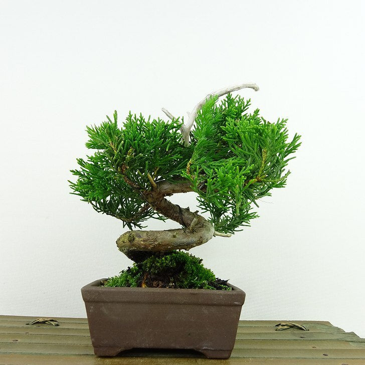 盆栽 真柏 樹高 約12cm しんぱく Juniperus chinensis シンパク “ジン” ヒノキ科 常緑樹 観賞用 小品 ...