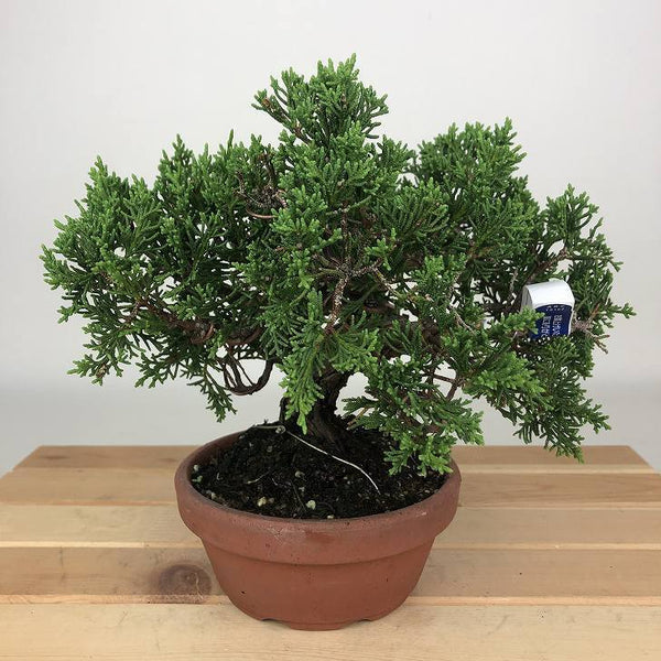 盆栽 真柏 樹高 約16cm しんぱく Juniperus chinensis シンパク ヒノキ科 常緑樹 観賞用 小品 v1198438670