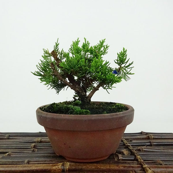盆栽 真柏 樹高 約10cm しんぱく Juniperus chinensis シンパク ヒノキ科 常緑樹 観賞用 小品 r1198405424