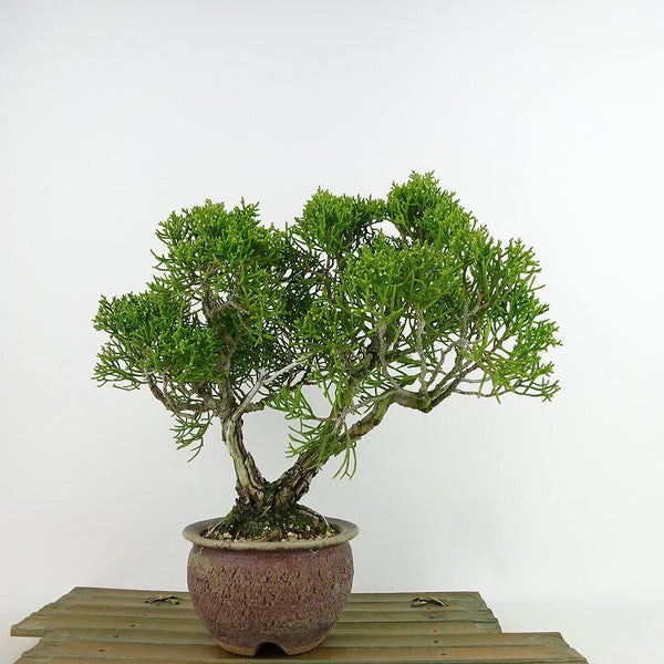 盆栽 真柏 樹高 約21cm しんぱく Juniperus chinensis シンパク “ジン シャリ” ヒノキ科 常緑樹 観賞用 e1198416302