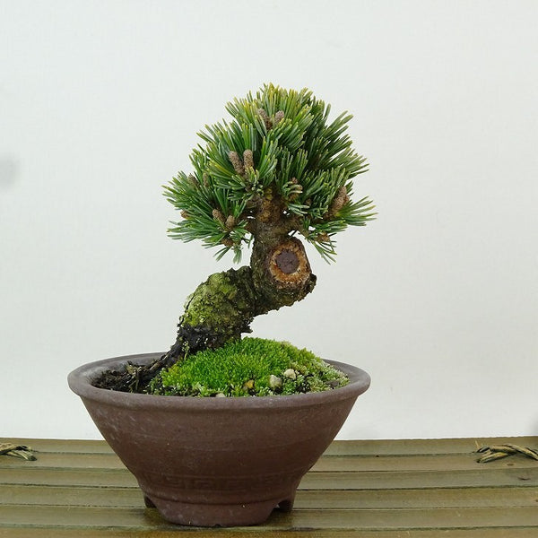 盆栽 松 五葉松 明星 樹高 約9cm ごようまつ Pinus parviflora ゴヨウマツ マツ科 常緑針葉樹 観賞用 小品 x1198411525