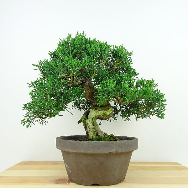 盆栽 真柏 樹高 約19cm しんぱく Juniperus chinensis シンパク “ジン シャリ” ヒノキ科 常緑樹 観賞用 小品 h1198421188