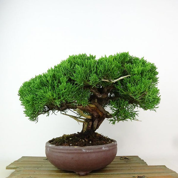 盆栽 真柏 樹高 約19cm しんぱく Juniperus chinensis シンパク “ジン シャリ” ヒノキ科 常緑樹 観賞用 小品 l1198412914