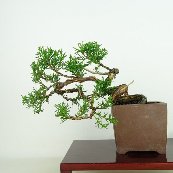 盆栽 真柏 樹高 上下 約11cm しんぱく Juniperus chinensis シンパク “ジン シャリ” ヒノキ科 常緑樹 観賞用 小品 w1198410926