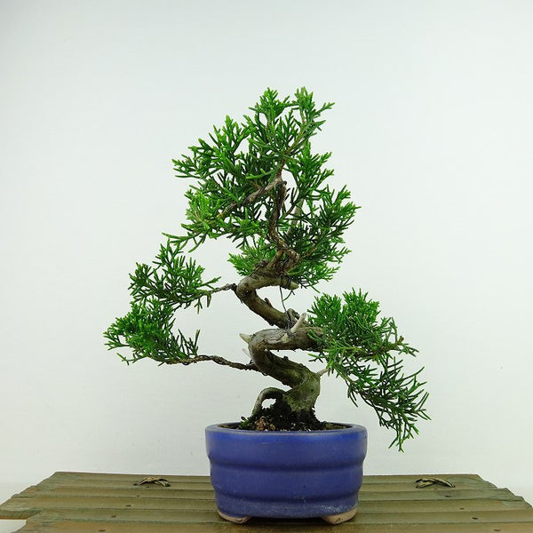 盆栽 真柏 樹高 約15cm しんぱく Juniperus chinensis シンパク “ジン シャリ” ヒノキ科 常緑樹 観賞用 小品 e1198406045