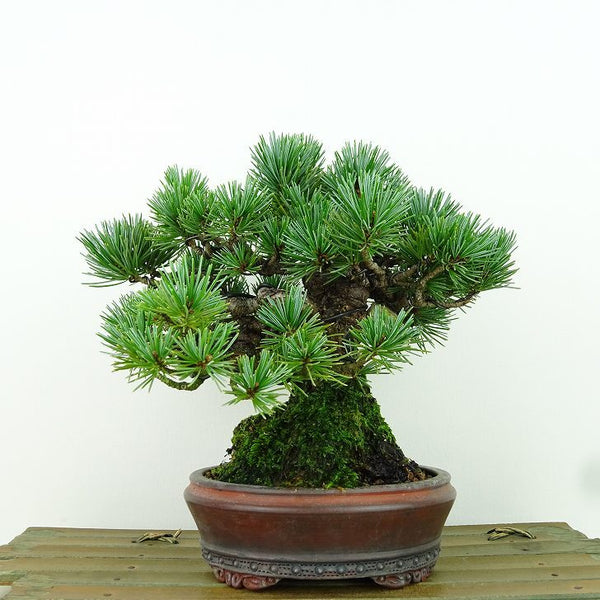 盆栽 松 五葉松 樹高 約16cm ごようまつ Pinus parviflora ゴヨウマツ マツ科 常緑針葉樹 観賞用 小品 g1198415942