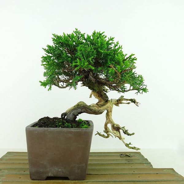 盆栽 真柏 樹高 上下 約17cm しんぱく Juniperus chinensis シンパク “ジン シャリ” ヒノキ科 常緑樹 観賞用 小品 k1198409034