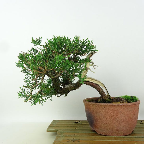 盆栽 真柏 樹高 約13cm しんぱく Juniperus chinensis シンパク “ジン シャリ” ヒノキ科 常緑樹 小品 観賞用 o1198420291